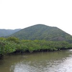マングローブは新緑 マングローブは新緑