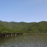 新緑のマングローブ周辺の山々 新緑のマングローブ周辺の山々