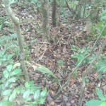 カクチョウランの自生地跡