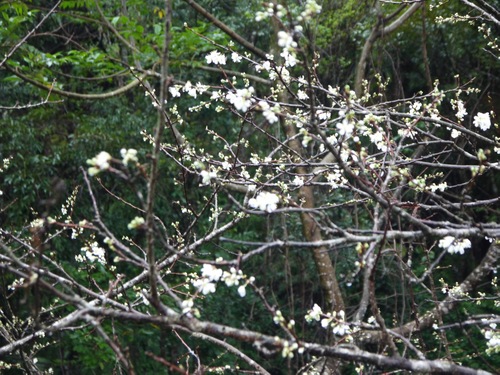 スモモの花