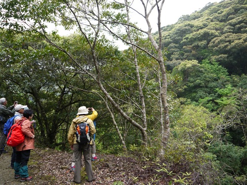 アマミセイシカ