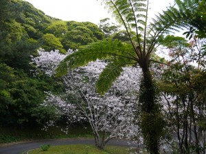 ソメイヨシノとヒカゲヘゴ