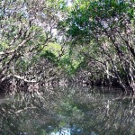 マングローブの水路