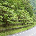 奄美市朝戸から新和瀬トンネルへ続く国道沿いに自生するヒカゲヘゴ