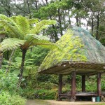 龍郷町屋入の高倉とヒカゲヘゴ