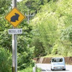 奄美市住用町から網野子峠へ登る途中「アマミノクロウサギ飛び出し注意」の標識。