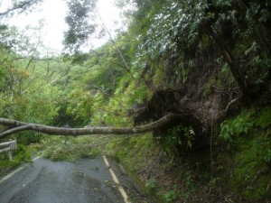 道を塞ぐ倒木