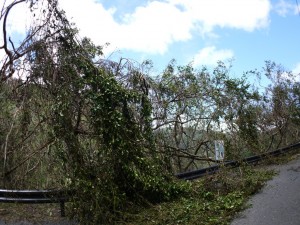 台風の風にやられたモダマ群落