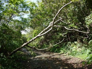 南部の林道