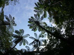 ヒカゲヘゴ越しに秋の空