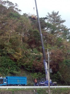 リュウキュウマツ撤去