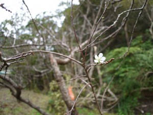 スモモの花