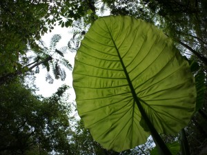 クワズイモの新芽