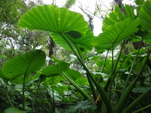 クワズイモの森