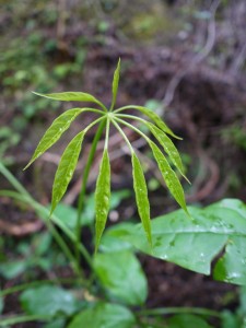 フカノキの新芽