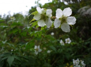 リュウキュウバライチゴの花