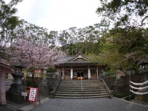 高千穂神社のアマミザクラ