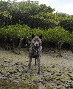 甲斐犬ジル