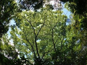 ハゼノキの木陰