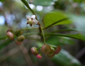 マンリョウの花