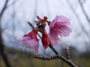 ヒカンザクラ