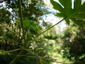 パパイヤの雄花