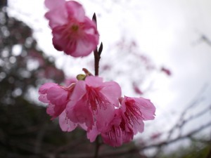 長雲峠のヒカンザクラ