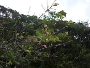 フナンギョの滝手前のヒカンザクラ