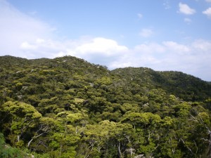 新緑の森（加計呂麻島）