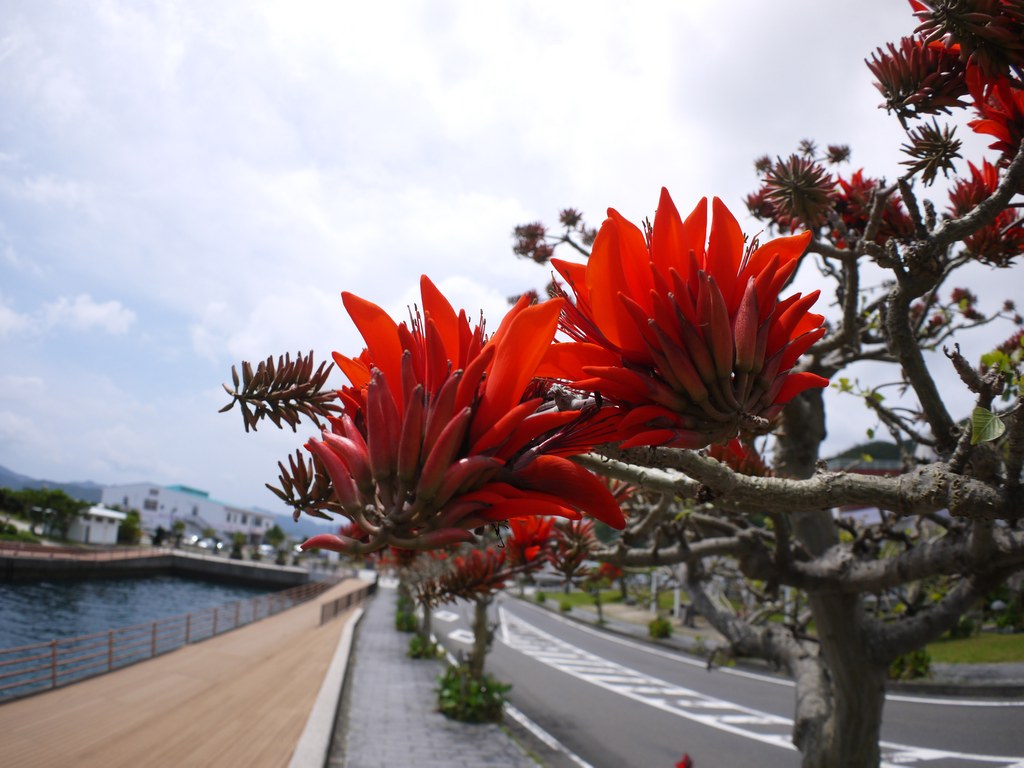 デイゴの紅の花 あまみ便り 観光ネットワーク奄美