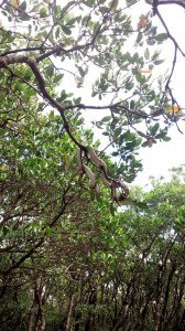 マングローブ樹上のハブ