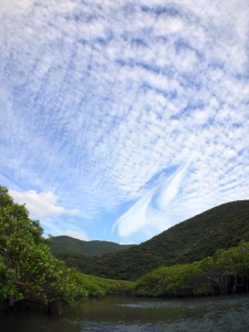 マングローブも秋空