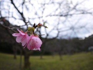 高知山のヒカンザクラ