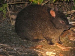 アマミノクロウサギ