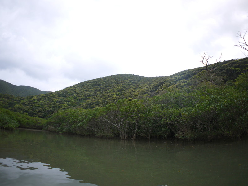 マングローブ河口の山は新緑