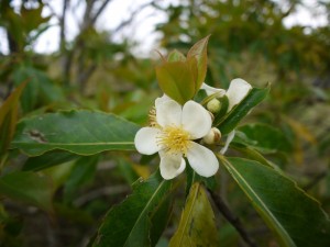 イジュの花