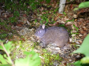 アマミノクロウサギ