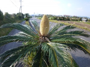 ソテツの雄花