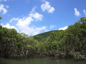 マングローブ水路