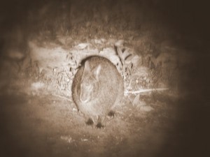 アマミノクロウサギ（画像処理済）