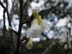 白花ヒカンザクラ