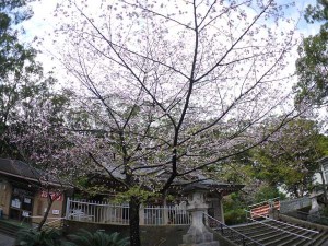 奄美桜
