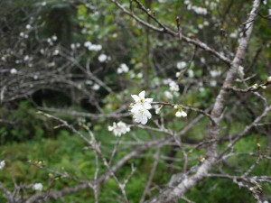 スモモの花