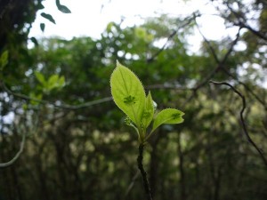 リュウキュウハナイカダ