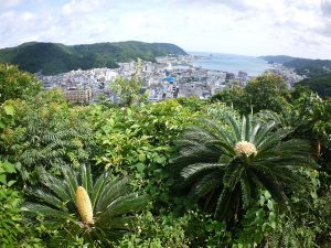 蘇鉄の雄花（左）と雌花（右）