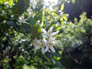 タンカンの花