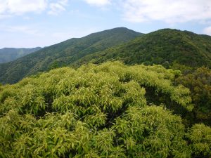 新緑の湯湾岳