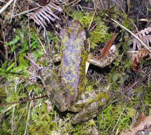 アマミハナサキガエル