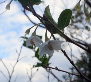 エゴノキの花