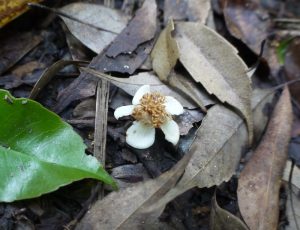 モッコクの花